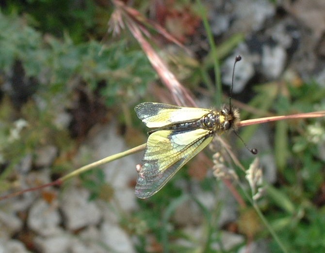 Libelloides lacteus e Libelloides coccajus